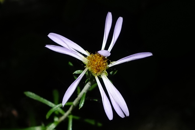 Ionactis linariifolia