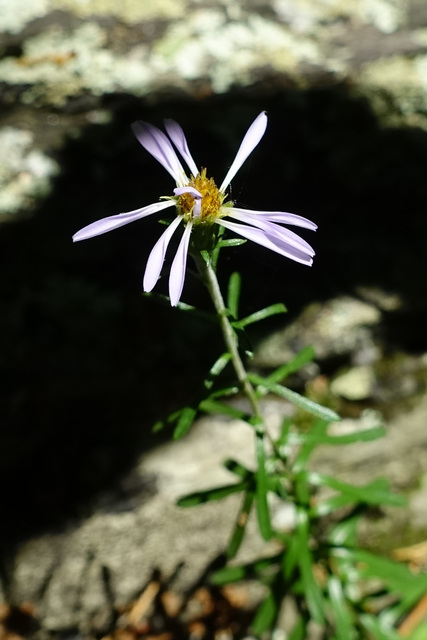 Ionactis linariifolia