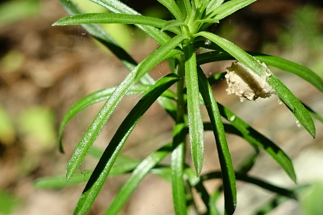 Ionactis linariifolia - leaves