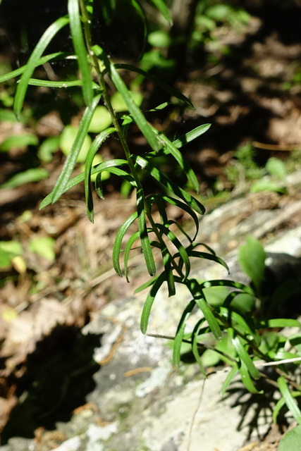 Ionactis linariifolia - leaves