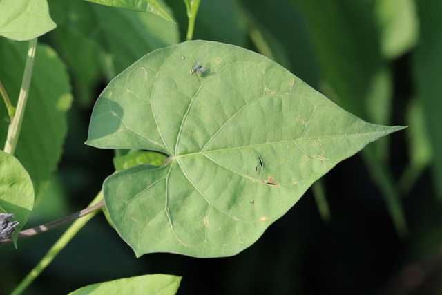 Ipomoea coccinea - leaves