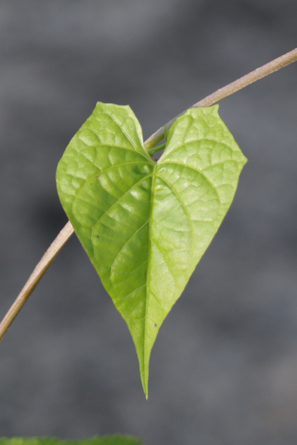 Ipomoea coccinea - leaves
