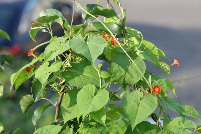 Ipomoea coccinea - plant