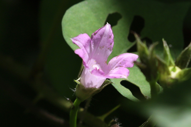 Ipomoea triloba