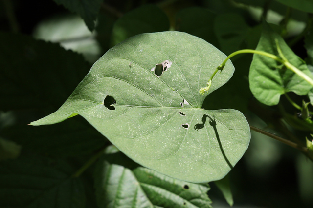 Ipomoea triloba - leaves