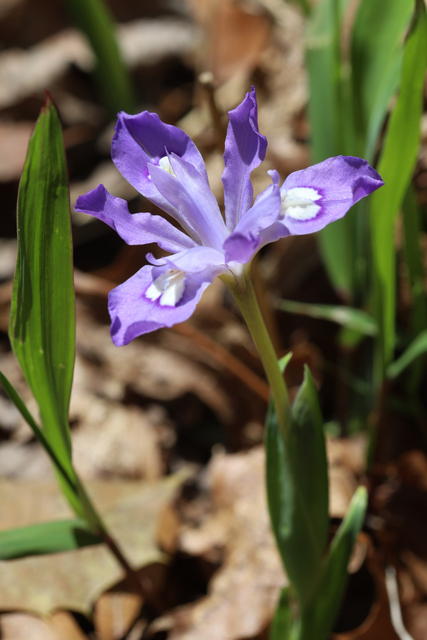 Iris cristata