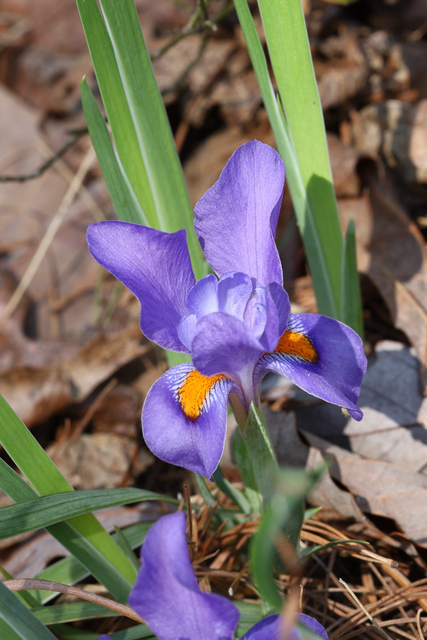 Iris verna