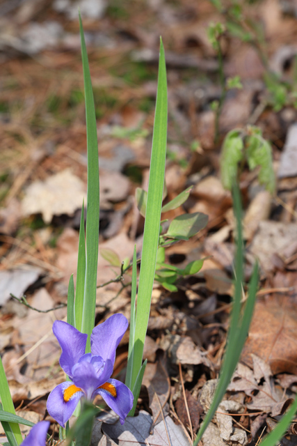 Iris verna - leaves