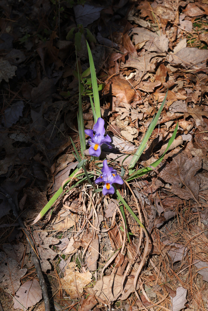 Iris verna - plant