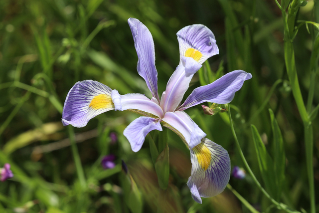 Iris virginica