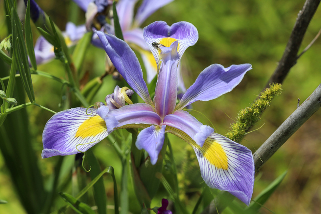 Iris virginica