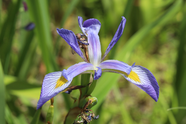 Iris virginica