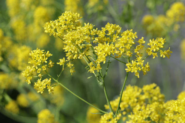 Isatis tinctoria