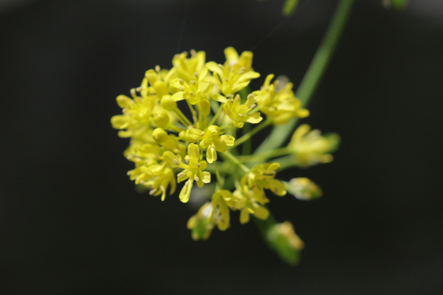Isatis tinctoria