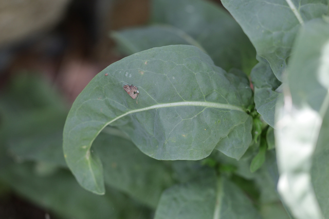 Isatis tinctoria - leaves
