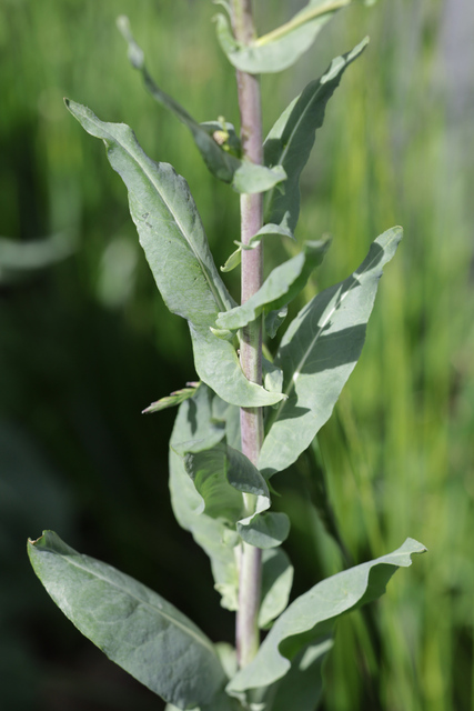 Isatis tinctoria - leaves