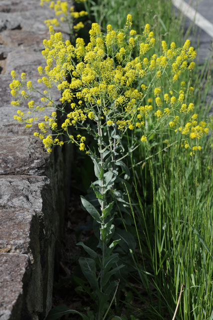 Isatis tinctoria - plants