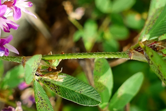 Kummerowia striata - stem