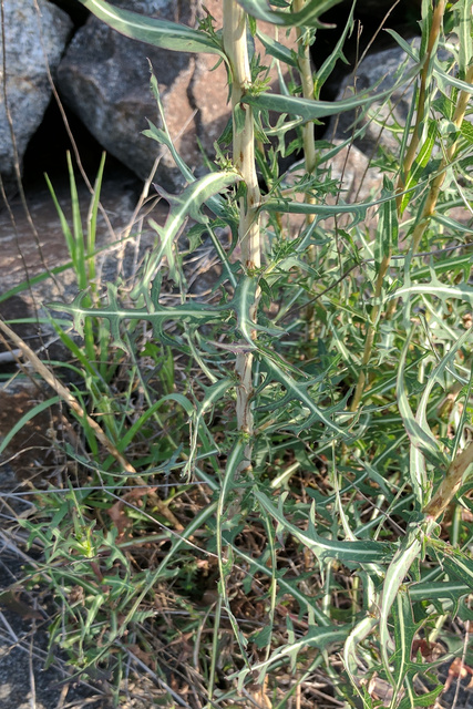 Lactuca saligna - leaves