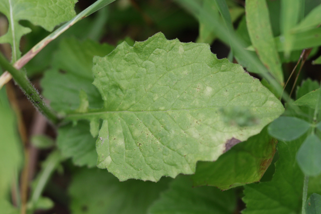 Lapsana communis - leaves