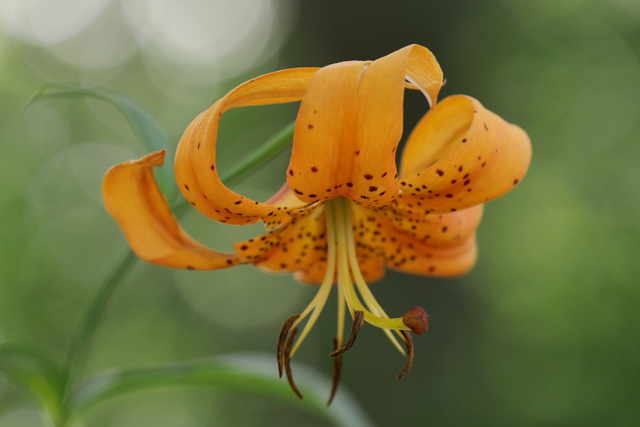 Lilium superbum