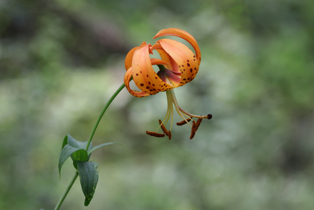 Lilium superbum
