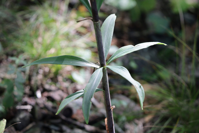 Lilium superbum - leaves