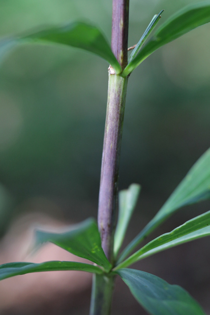 Lilium superbum - stem