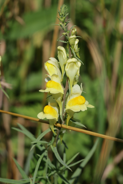 Linaria vulgaris