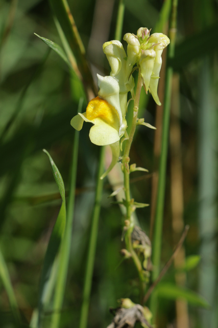 Linaria vulgaris