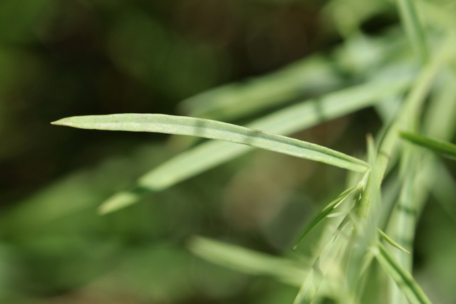 Linaria vulgaris - leaves