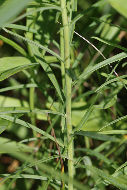 Linaria vulgaris - stem
