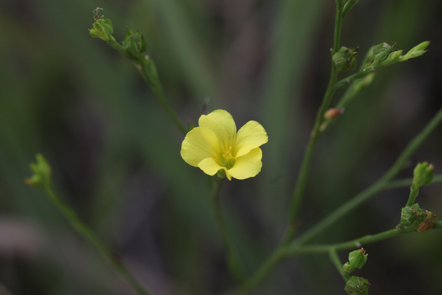 Linum sulcatum