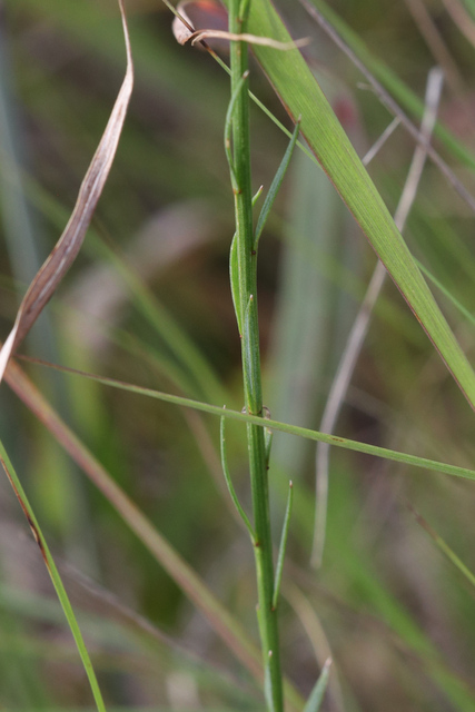 Linum sulcatum - leaves