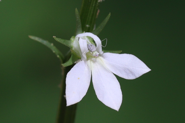Lobelia spicata