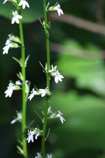 Lobelia spicata