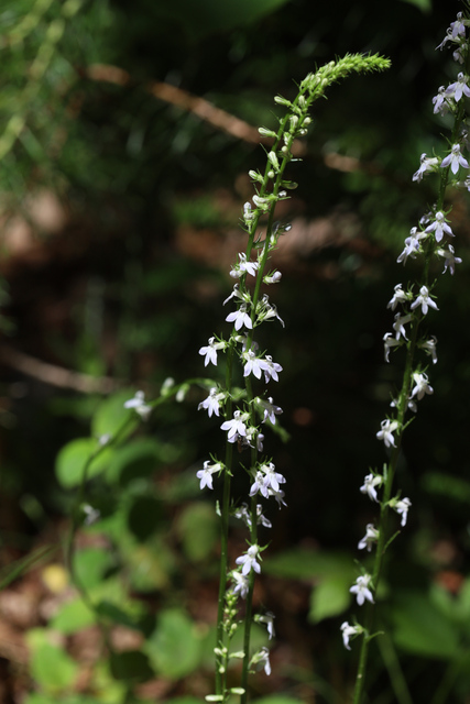 Lobelia spicata