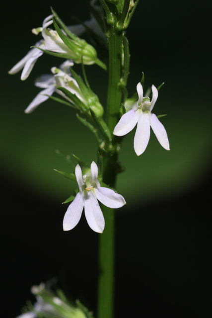 Lobelia spicata