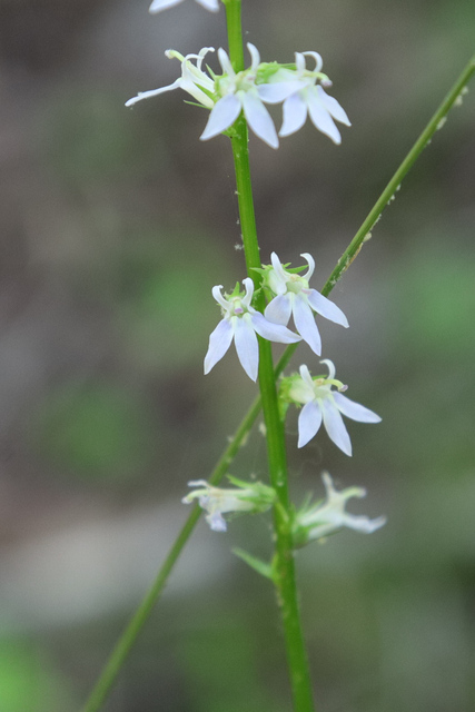 Lobelia spicata