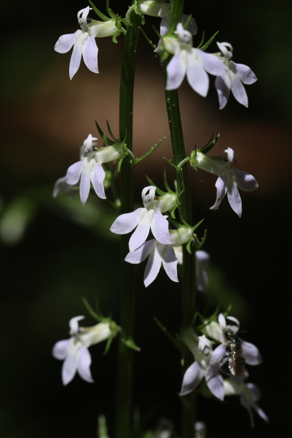 Lobelia spicata