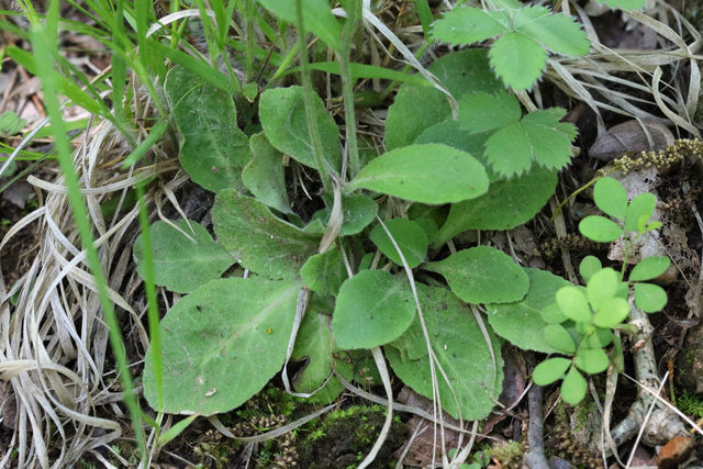 Lobelia spicata - basal leaves