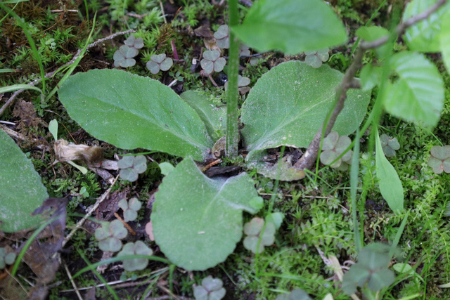 Lobelia spicata - basal leaves