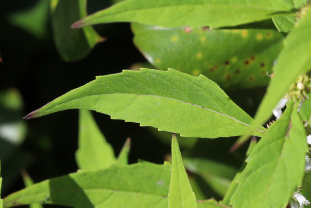 Lycopus rubellus - leaves