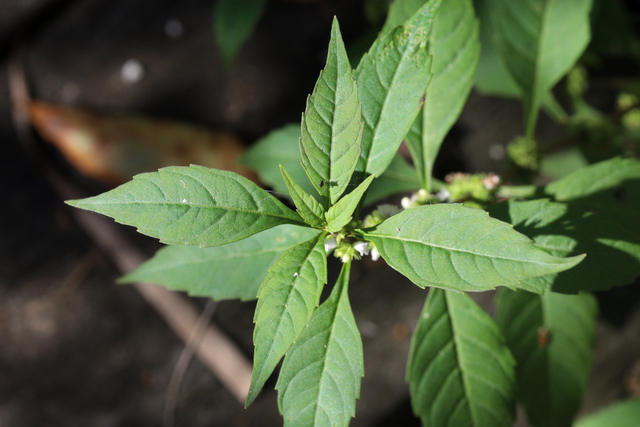 Lycopus rubellus - leaves