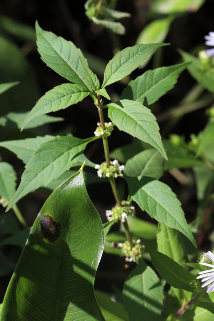 Lycopus rubellus - plant