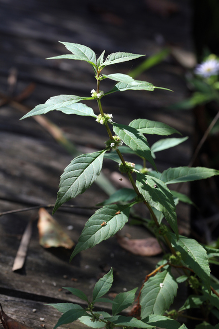Lycopus rubellus - plant