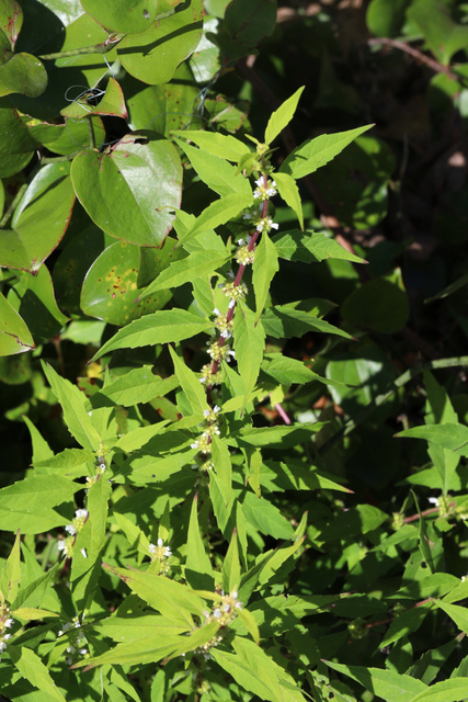 Lycopus rubellus - plant