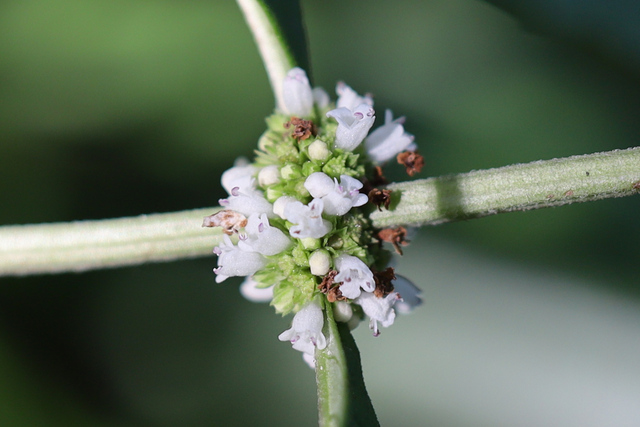 Lycopus virginicus