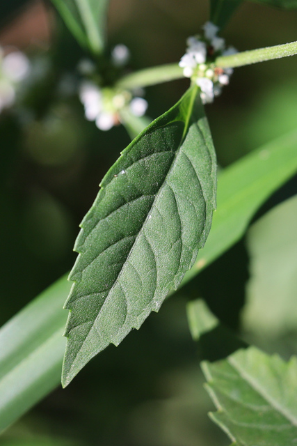 Lycopus virginicus - leaves