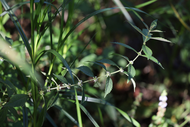 Lycopus virginicus - plant
